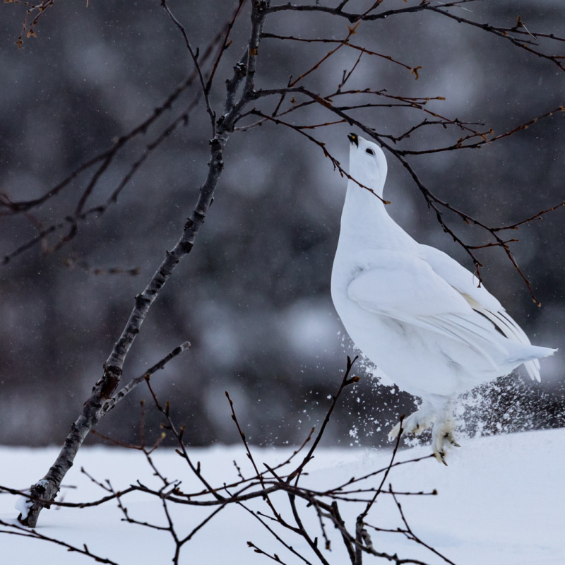 Ольга Бобкова, участница фотоконкурса РГО "Самая красивая страна"