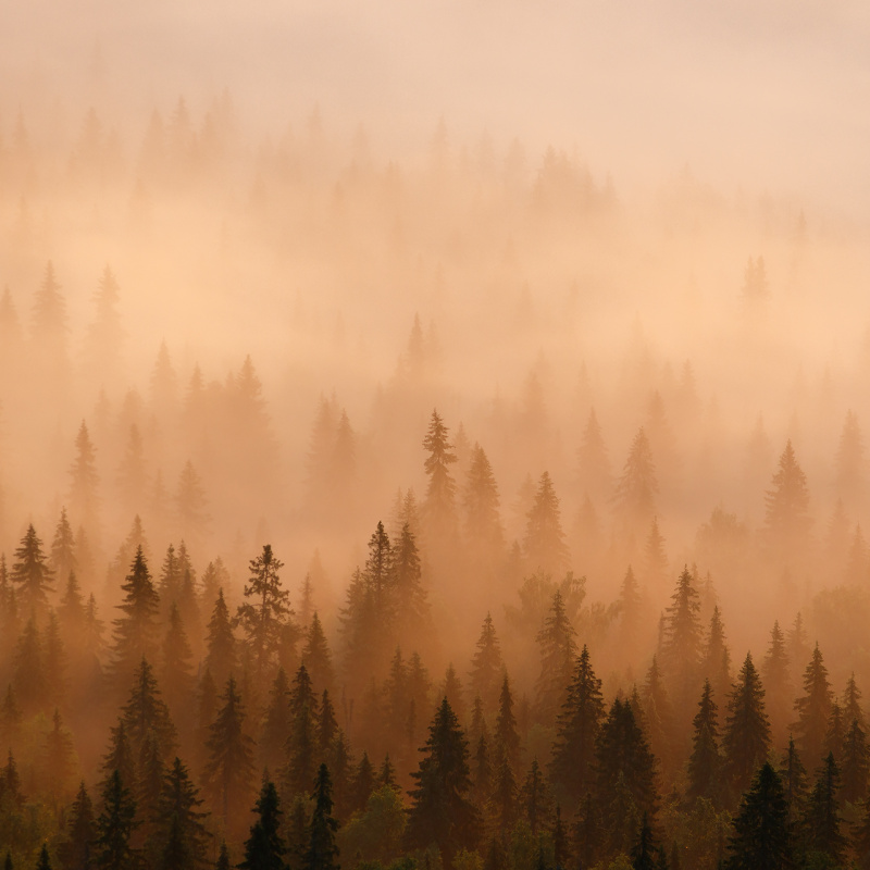 Мистический лес