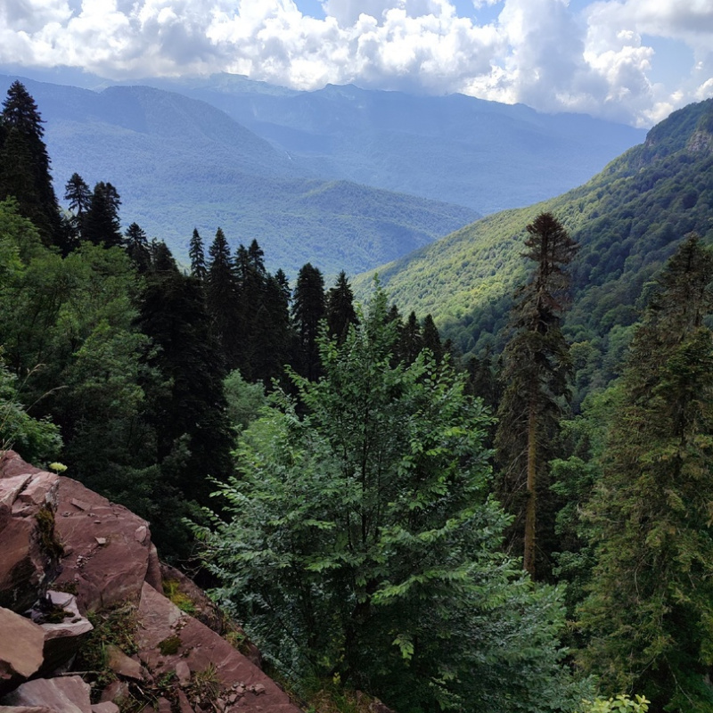 Заповедный лес