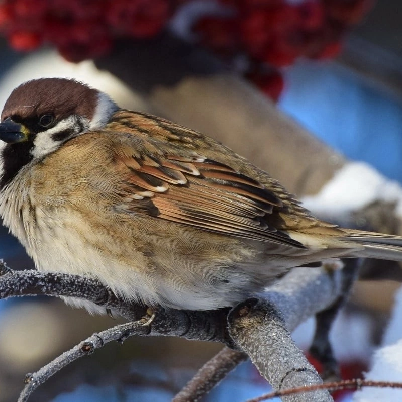 «Пушистое чудо» «Пушистое чудо»