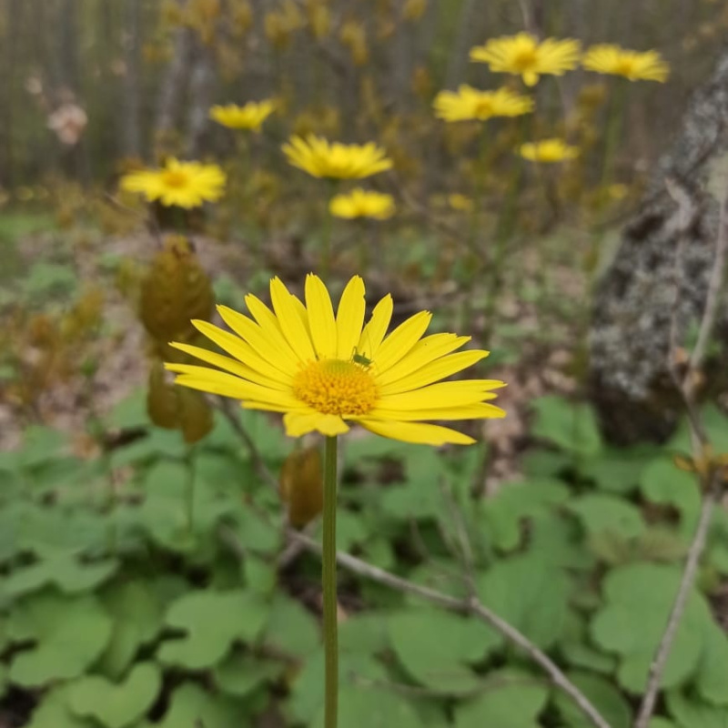 Растительность горы Собер Баш Растительность горы Собер Баш