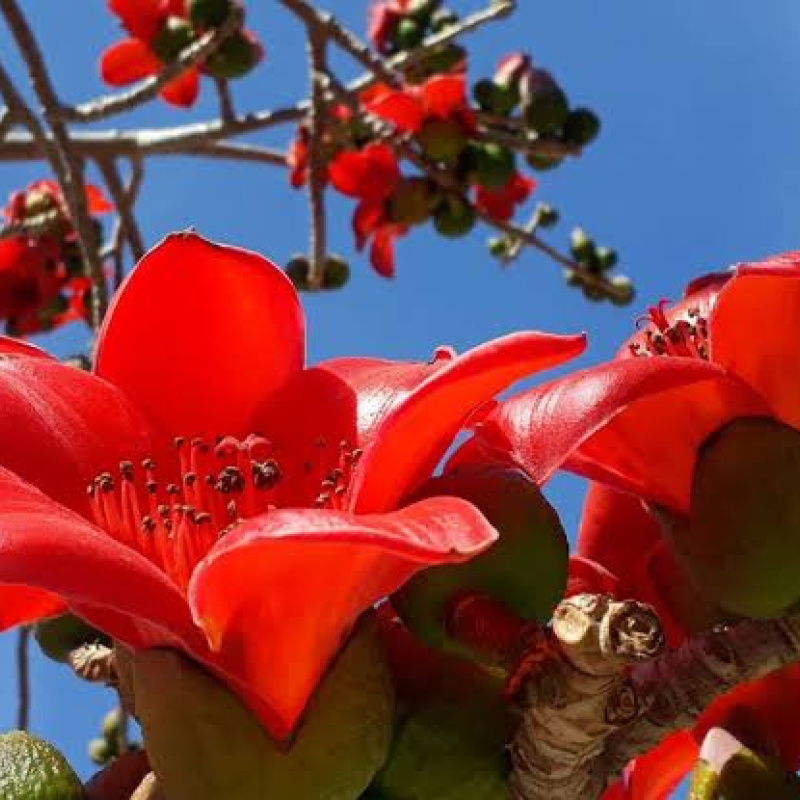 бомбакс-сейба