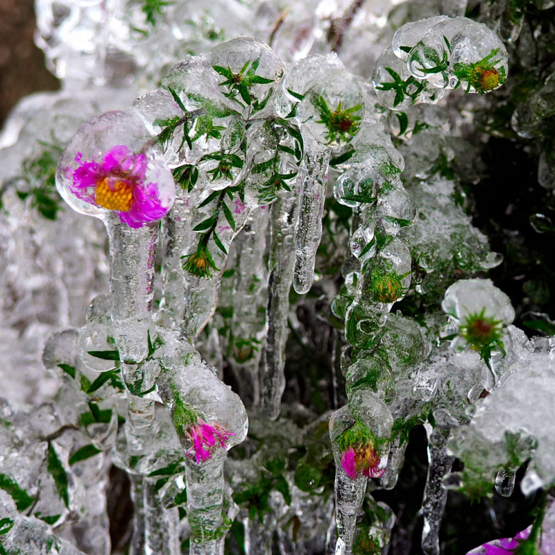 Хрустальные цветы Хрустальные цветы