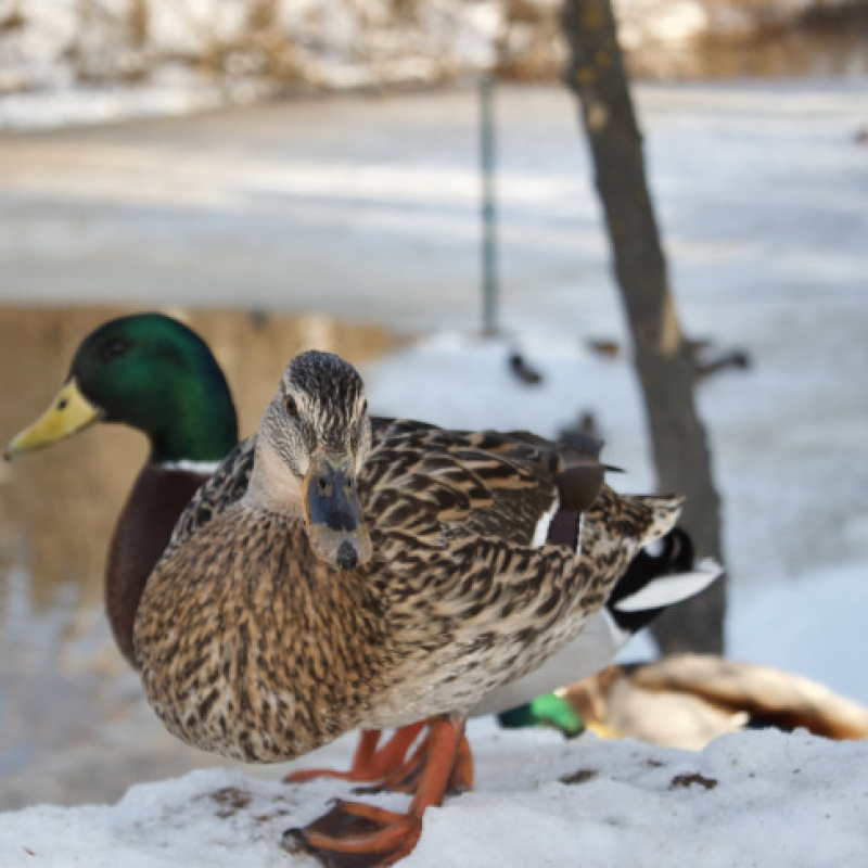 Лариса Белашова, участник фотоконкурса РГО "Самая красивая страна"