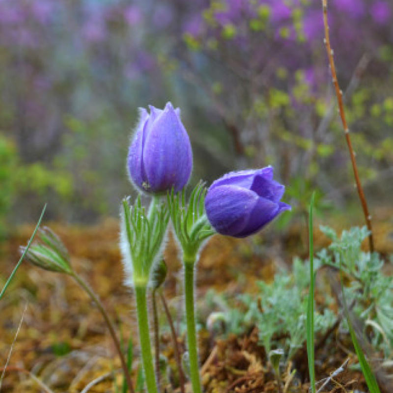 Мария Синяткина, участник фотоконкурса РГО "Самая красивая страна"
