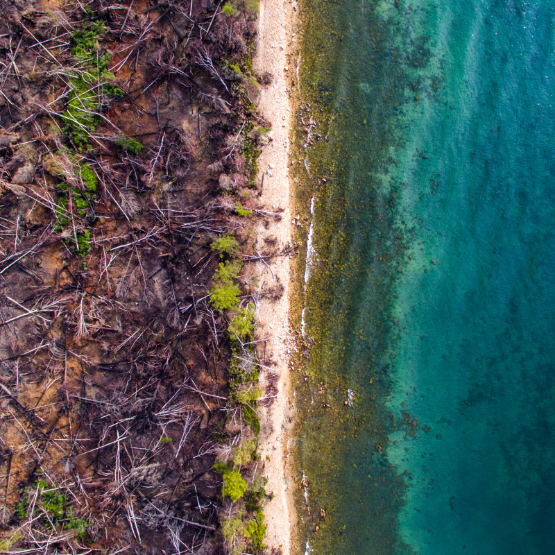 Экология Экология