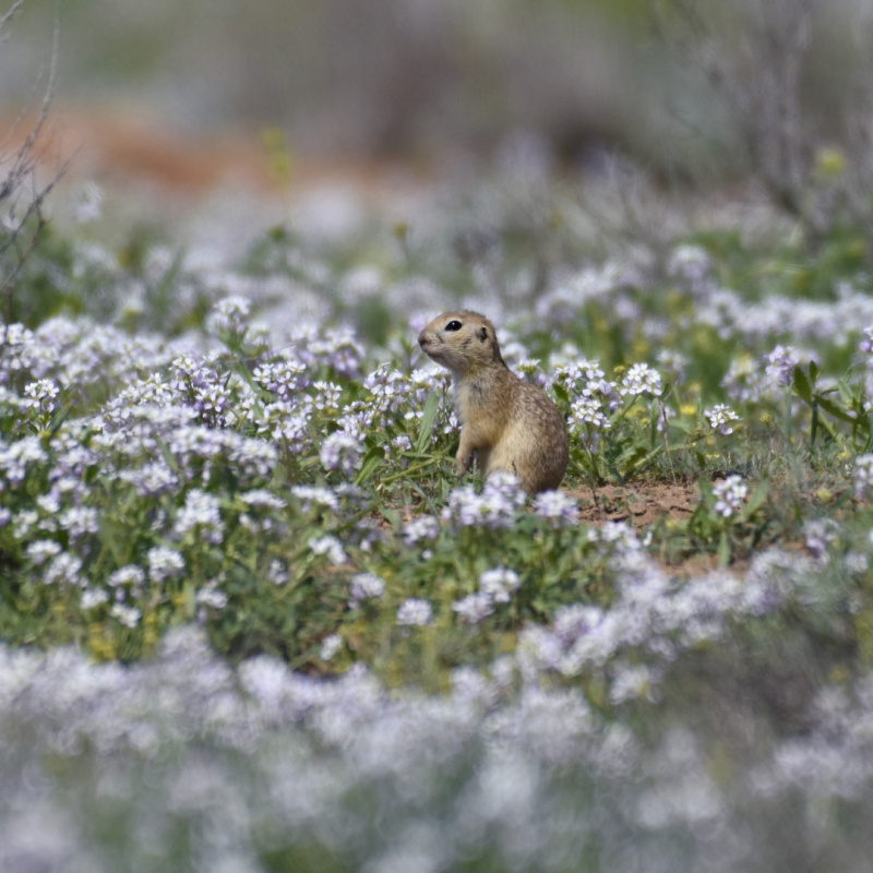 Алена Рыжова, участница фотоконкурса РГО "Самая красивая страна"