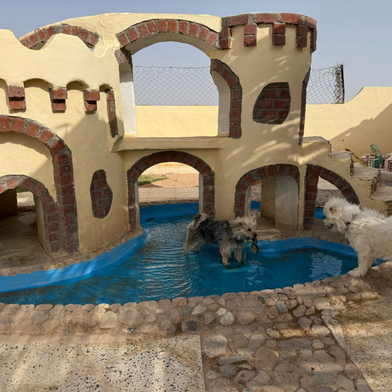 приют для животных