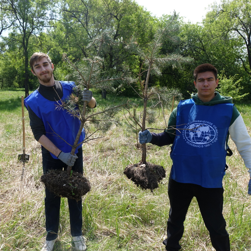 Посадка деревьев Посадка деревьев