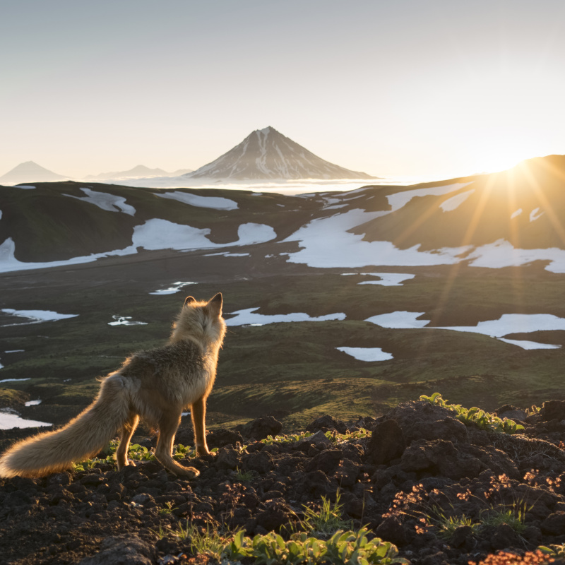 Мудрый лис встречает рассвет