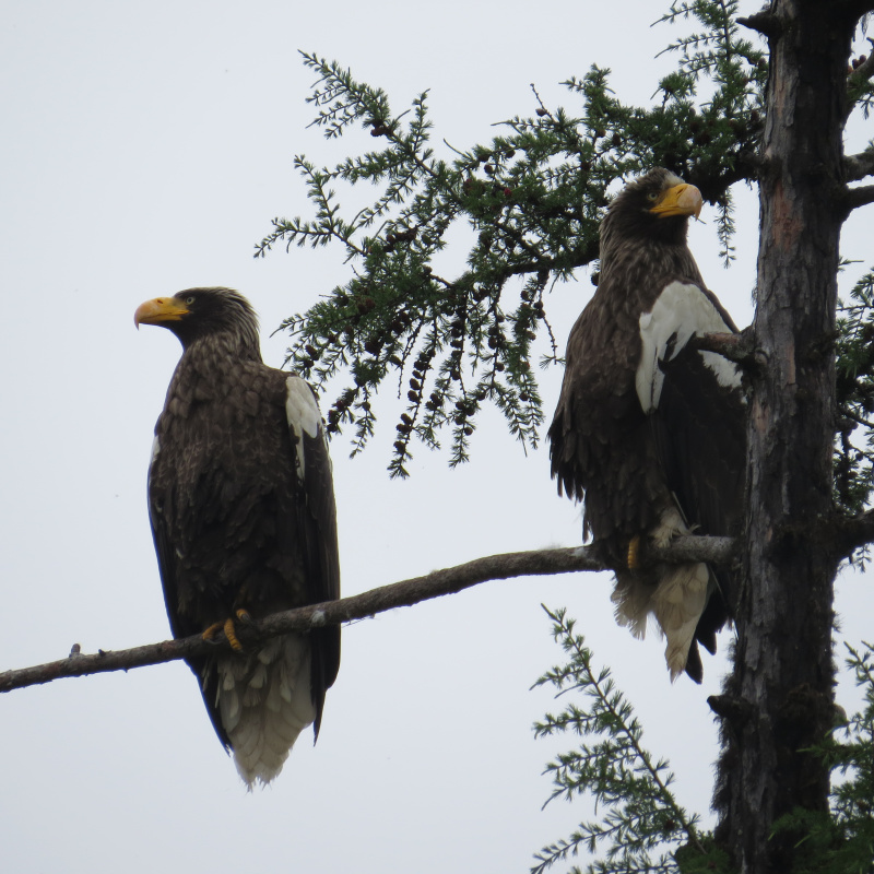 Белоплечие орланы