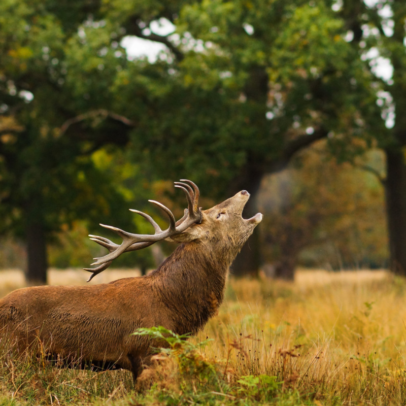 Сергей Коляскин, участник фотоконкурса РГО "Самая красивая страна"