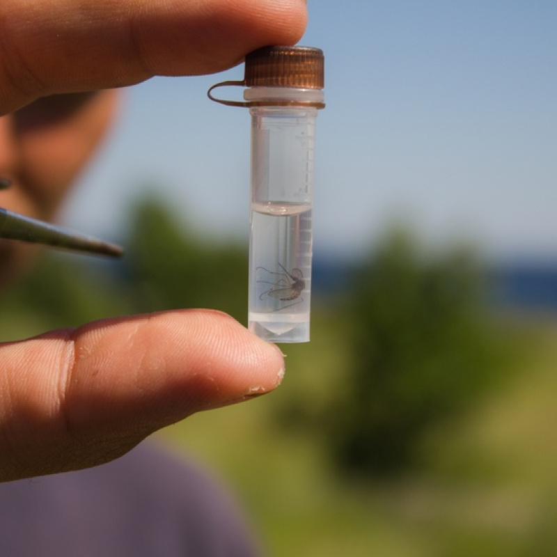 Образец комара Образец комара