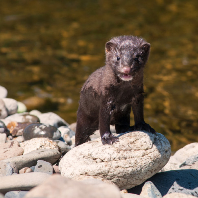 Ольга Косарькова, участник фотоконкурса РГО "Самая красивая страна"