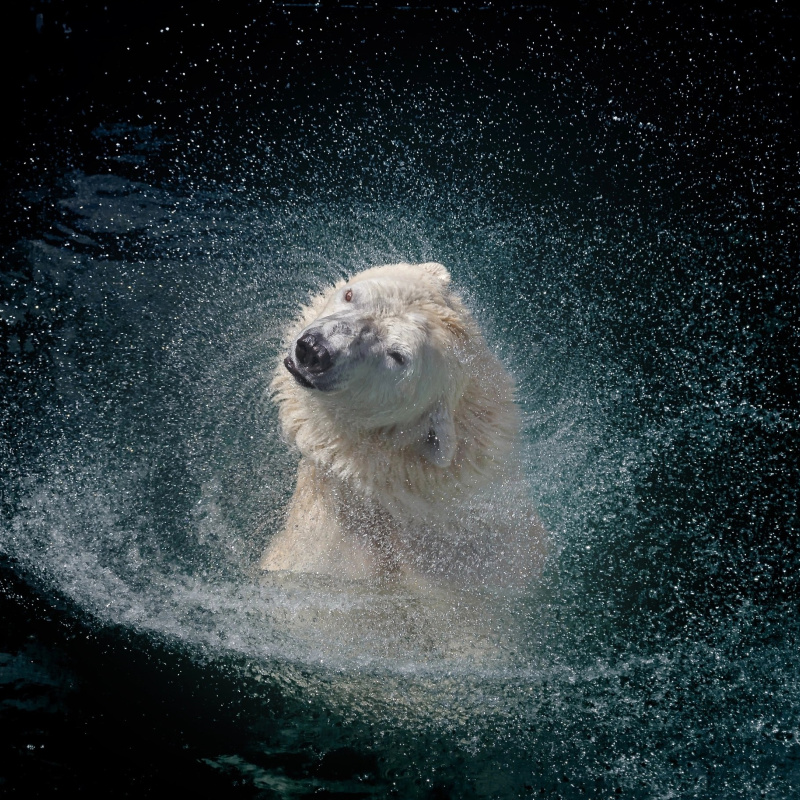 В созвездии белой медведицы