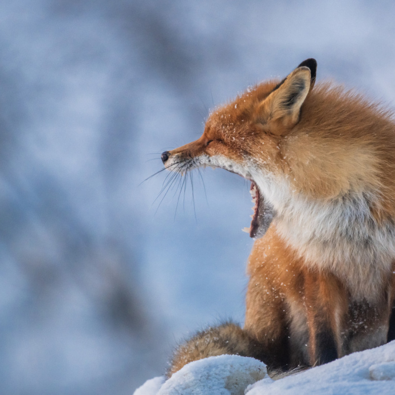 Виталий Новиков Виталий Новиков