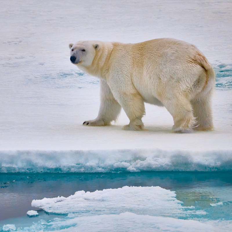 Белая медведица