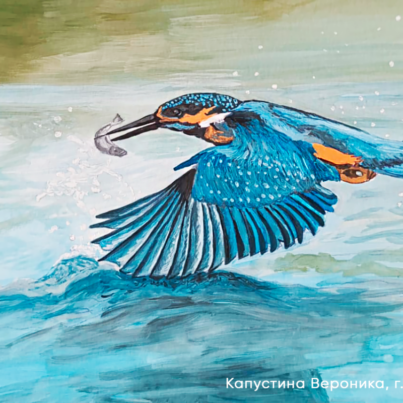 Конкурс «Пернатые Крыма» Конкурс «Пернатые Крыма»