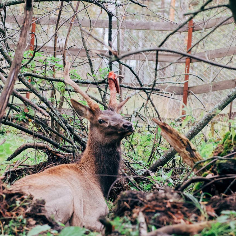 Сергей Мамцев