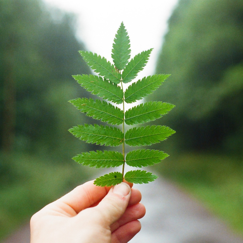 Фенологическая сеть РГО Фенологическая сеть РГО