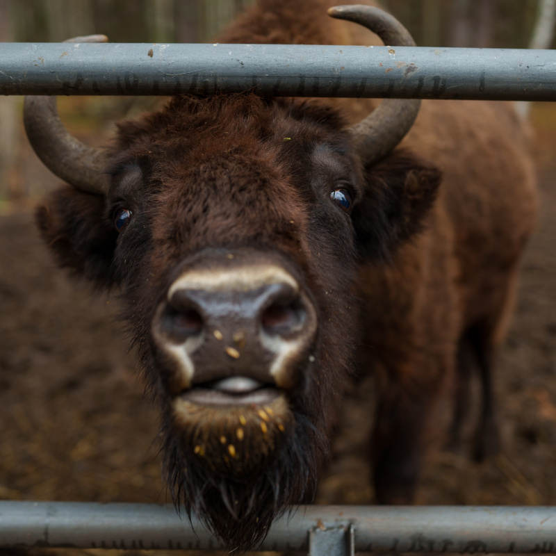 Главный герой национального парка «Мещера»