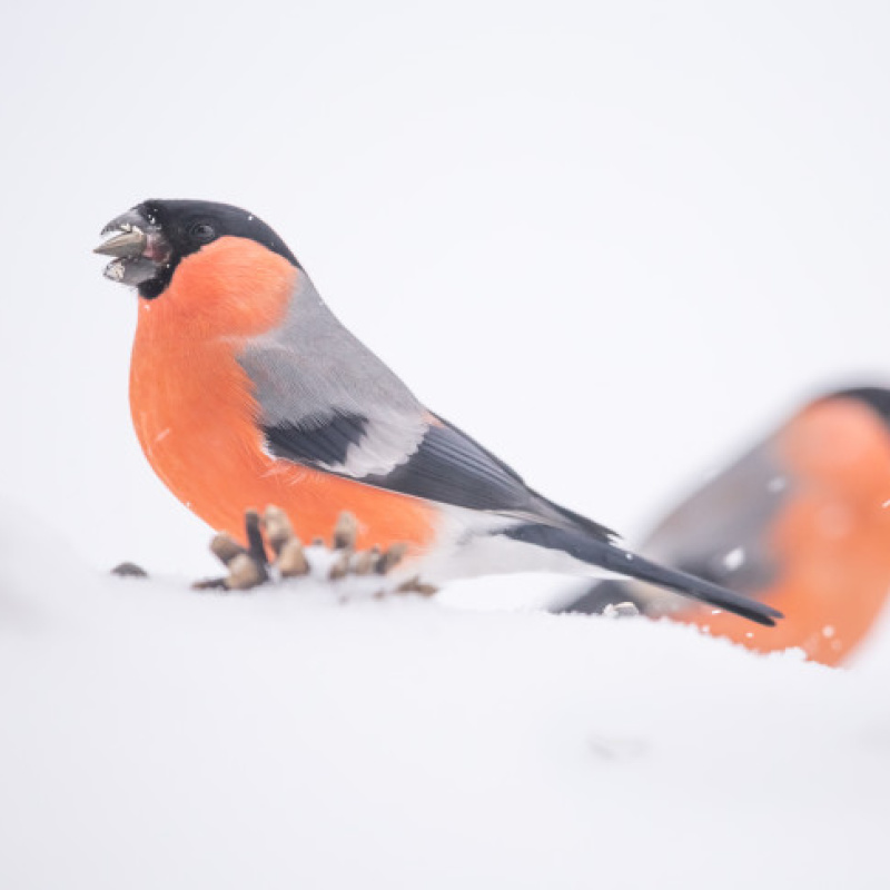 Елена Хорохорина, участник фотоконкурса РГО "Самая красивая страна"
