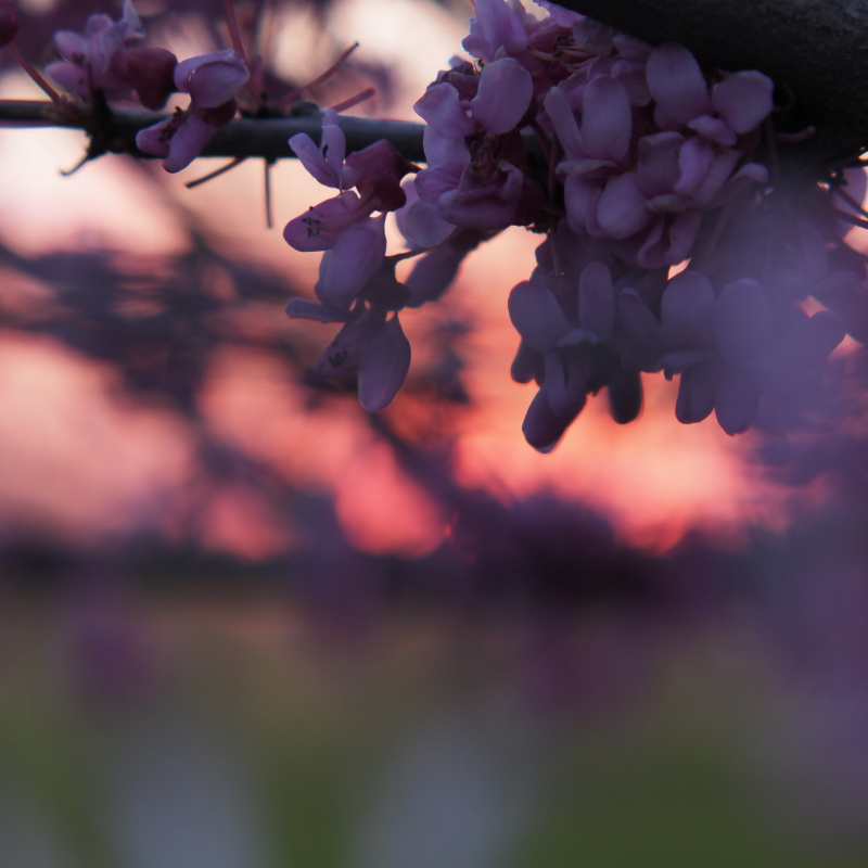 Фотопроект "И снова весна на Кубани"