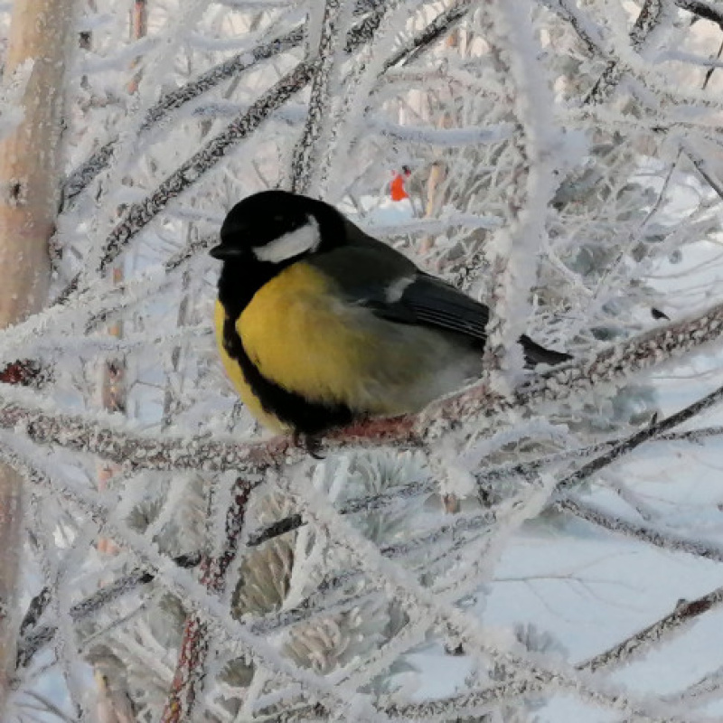 Сергей Соннов, участник фотоконурса РГО "Самая красивая страна" 