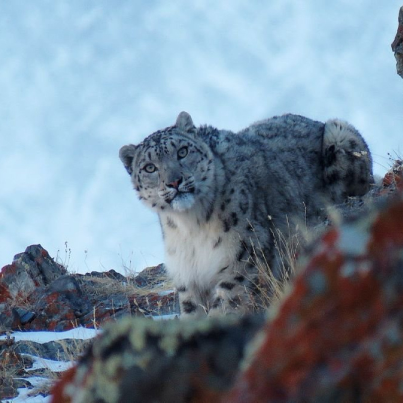 Самка снежного барса. Снято в Сайлюгемском парке Самка снежного барса. Снято в Сайлюгемском парке