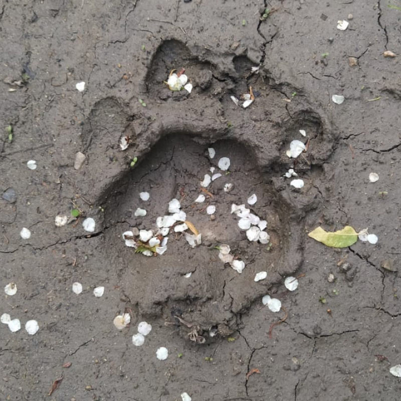 следы Panthera tigris altaica