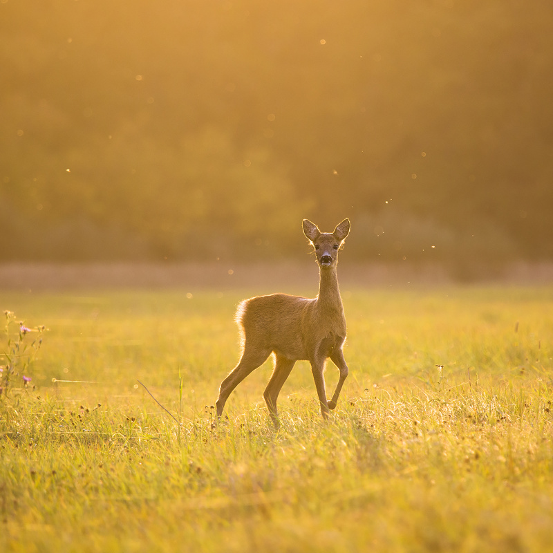 Волшебная поляна
