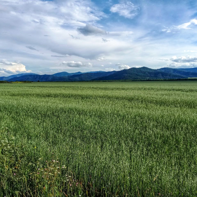 Уймонская долина