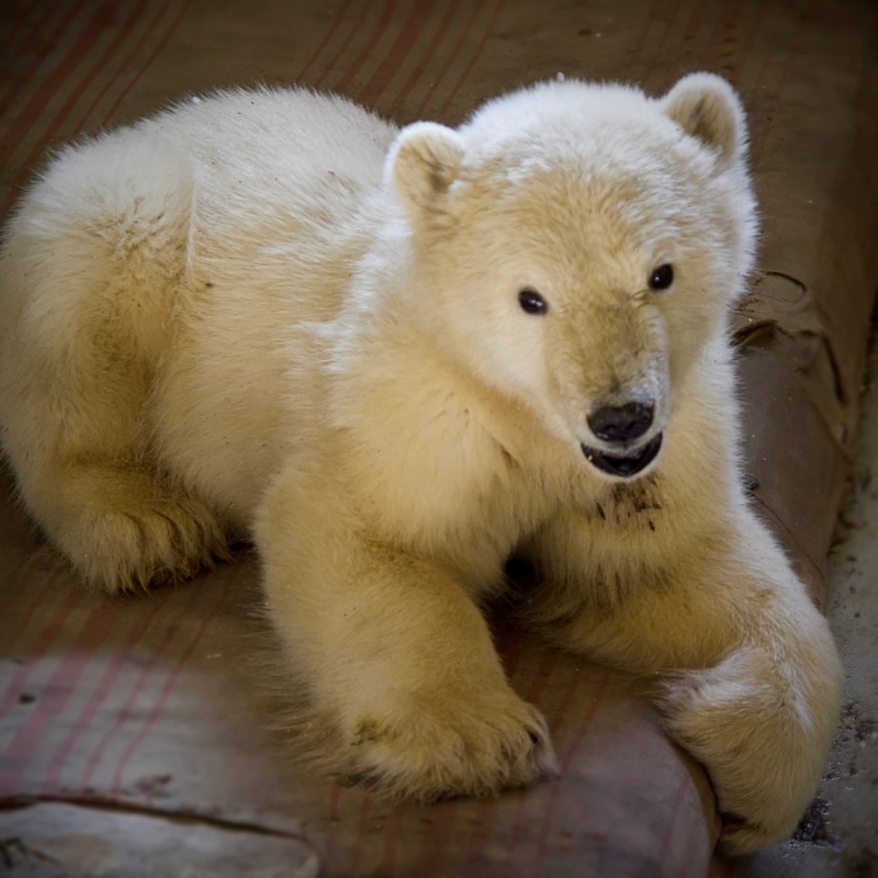 Спасённый медвежонок Спасённый медвежонок