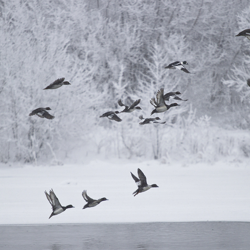 Гоголь и хохлатая чернеть Гоголь и хохлатая чернеть