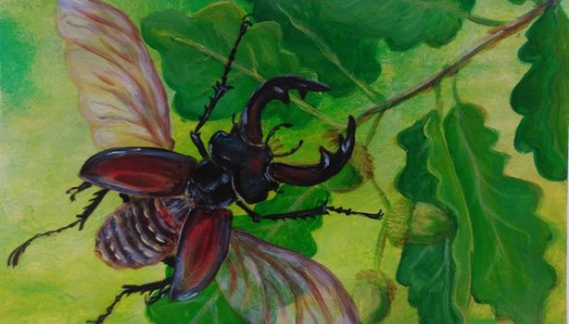 Жук олень Жук олень