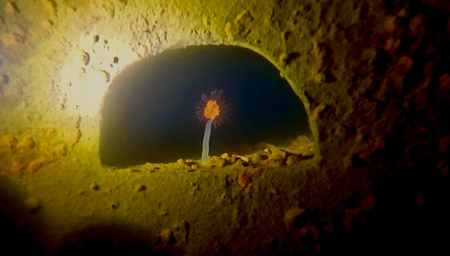 Максим Миронов