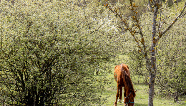 Зеленый покой Зеленый покой