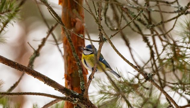 Обыкновенная лазоревка Обыкновенная лазоревка