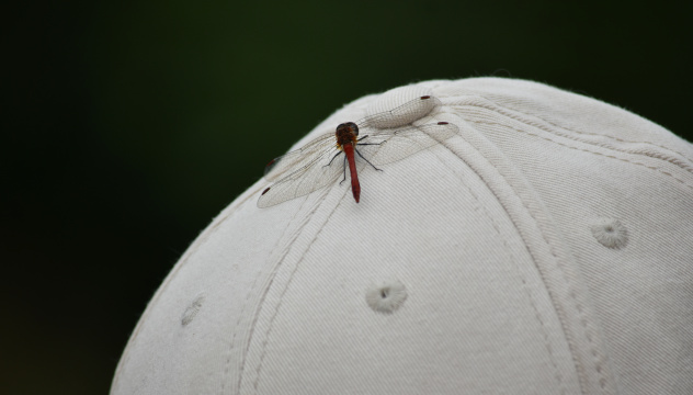 Первые фенологические наблюдения сами просятся в кадр Первые фенологические наблюдения сами просятся в кадр