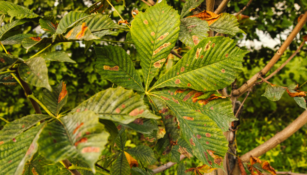 Следы минирующей моли на здоровых листьях Следы минирующей моли на здоровых листьях