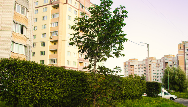 Деревья для наблюдений находятся прямо рядом с домом Деревья для наблюдений находятся прямо рядом с домом