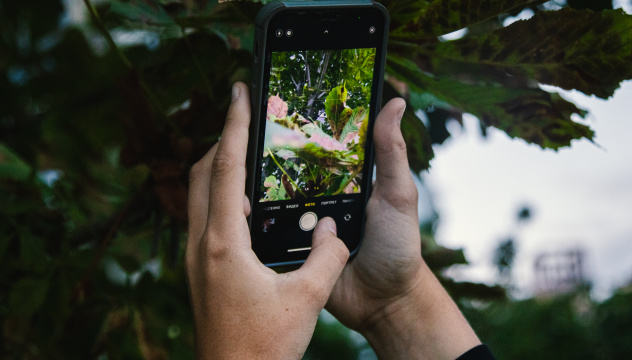 Каштан в объективе научного добровольца Каштан в объективе научного добровольца