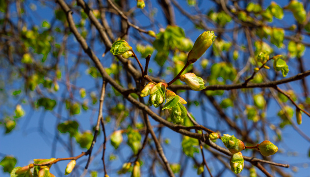 Оживает Боголюбовская природа... Оживает Боголюбовская природа...