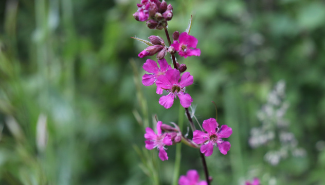 Смолка обыкновенная Смолка обыкновенная