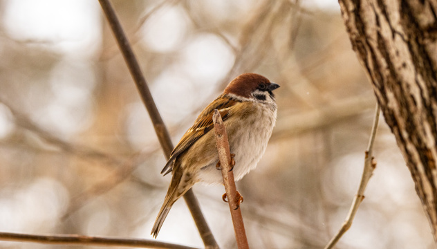 Воробей полевой Воробей полевой
