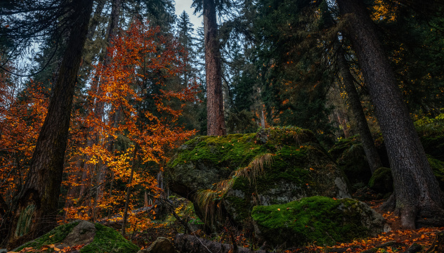 Осень в заповедном лесу,  Тебердинский национальный парк