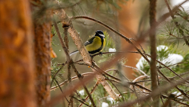 Большая синица Большая синица