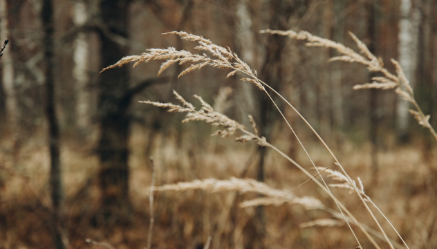 Злаки на заповедной земле Злаки на заповедной земле
