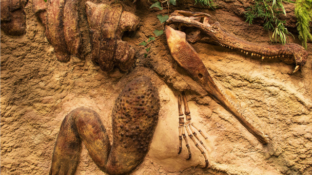Конкурс палеонтологических находок