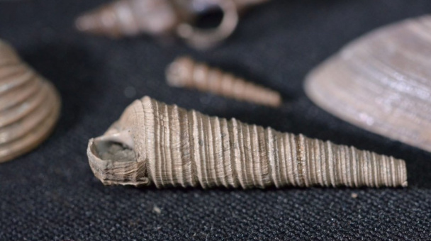 Географы РГУ имени С.А. Есенина изучают ископаемый микромир юрского периода